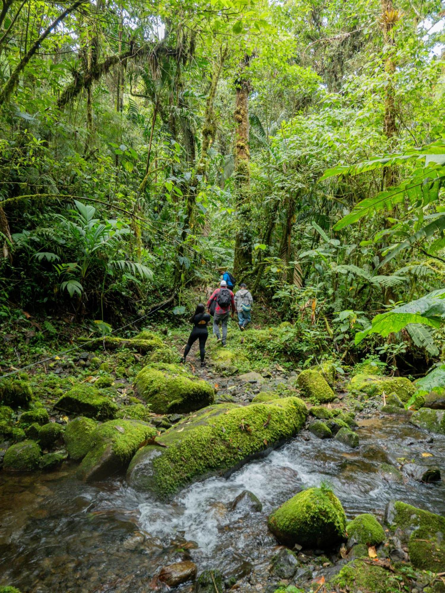 Los Quetzales Ecolodge & Spa Cerro Punta Exteriör bild